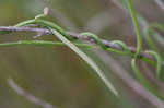 Gulf coast swallow-wort